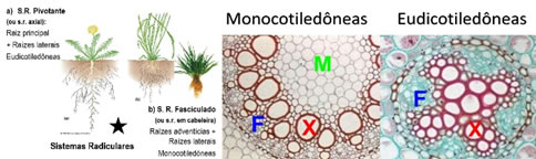Marcador e imagem RA para abordar
diferença nas raízes