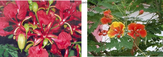 Flor do flamboiã: a) vermelha e b) amarela, utilizada para representar o
bordado da localidade de Barateiro
