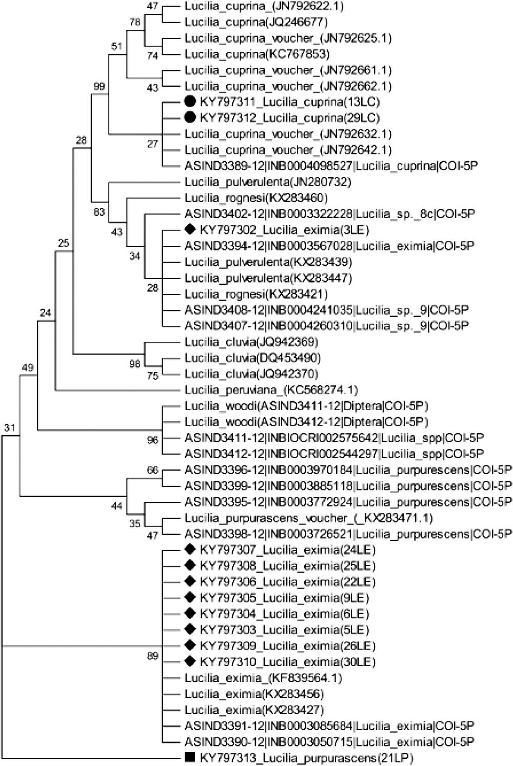 Figure
2. Phylogenetic tree of Lucilia specimens in this study and sequences from databases. The
Neighbor-Joining method (with 1000 bootstrap replicates) was used with the COI
region. The evolutionary distances were computed with the Tamura 3-parameter
method and have as unit the number of base substitutions per site. 

 