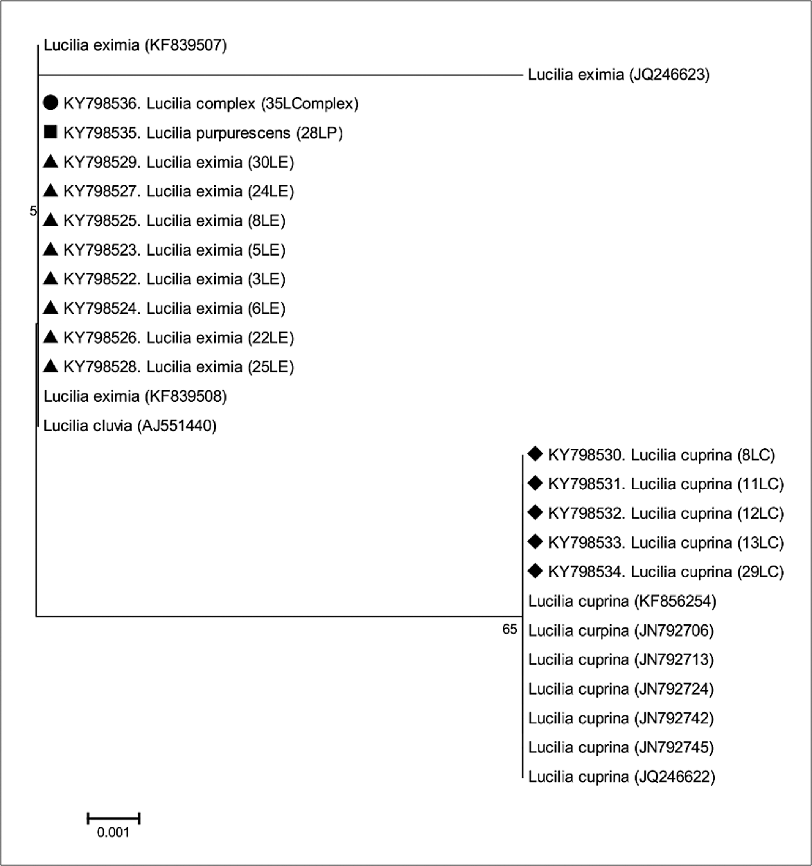 Figure
3. Phylogenetic tree of Lucilia specimens in this study and sequences from databases. The
Neighbor-Joining method (with 1000 bootstrap replicates) was used with the 28S
region. The evolutionary distances were computed using the Tamura 3-parameter
method and have as unit the number of base substitutions per site.