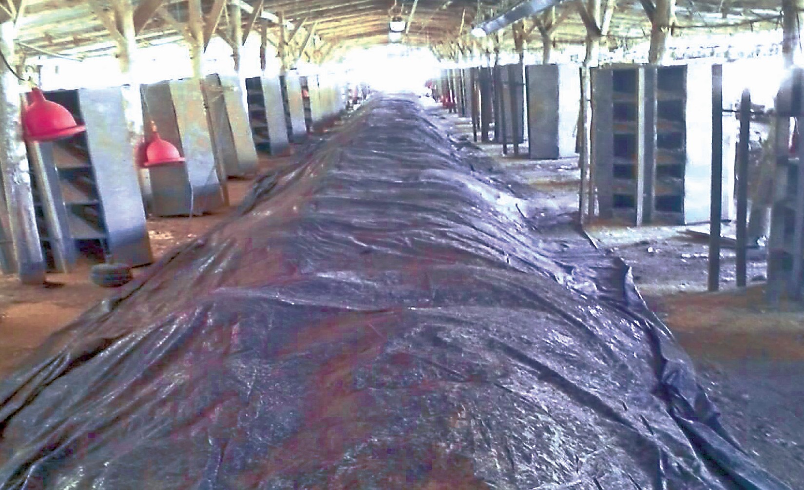 Figura 2. Tapado de la
gallinaza acordonada.