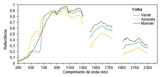 Espectro de reflectância da
folha em diferentes estádios fenológicos (verde, amarela e marrom)