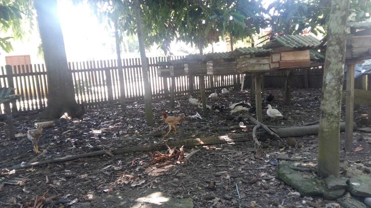 Criação de pequenos animais em um dos quintais para o consumo familiar e/ou
vendas. Na imagem verifica-se uma diversidade, galinhas, patos e abelhas nas
casinhas