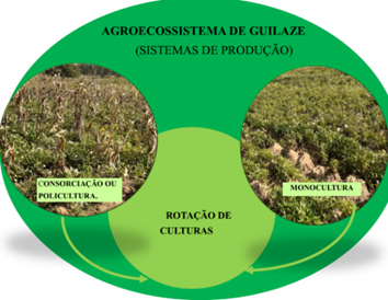 Representa&ccedil;&atilde;o esquem&aacute;tica dos sistemas de produ&ccedil;&atilde;o usados no agroecossistema de Guilaze