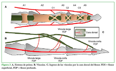 A. Sistema de poleas. B. Vínculas. C. Ingreso de las vínculas por la cara dorsal del flexor. FDS= flexor superficial, FDP= flexor profundo. 