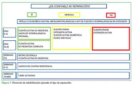 Protocolo de rehabilitación ajustado al tipo de reparación.
