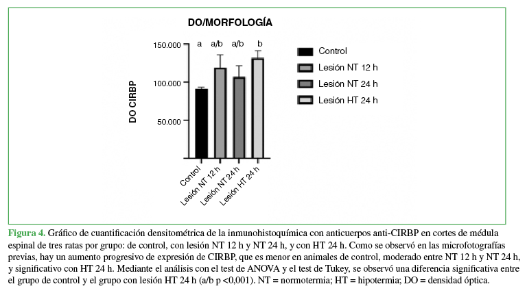 Gráfico de cuantificación densitométrica
de la inmunohistoquímica con anticuerpos anti-CIRBP en cortes de médula espinal
de tres ratas por grupo: de control, con lesión NT 12 h y NT 24 h, y con HT 24
h. Como se observó en las microfotografías previas, hay un aumento progresivo
de expresión de CIRBP, que es menor en animales de control, moderado entre NT
12 h y NT 24 h, y significativo con HT 24 h. Mediante el análisis con el test de ANOVA y el test de Tukey, se observó una
diferencia significativa entre el grupo de control y el grupo con lesión HT 24
h (a/b p <0,001). NT = normotermia; HT =
hipotermia; DO = densidad óptica. 

 

 