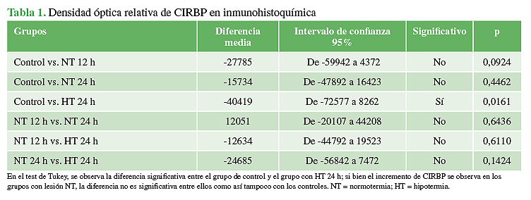 Densidad óptica relativa de CIRBP en inmunohistoquímica