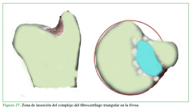 Zona de inserción del complejo del fibrocartílago triangular en la fóvea.