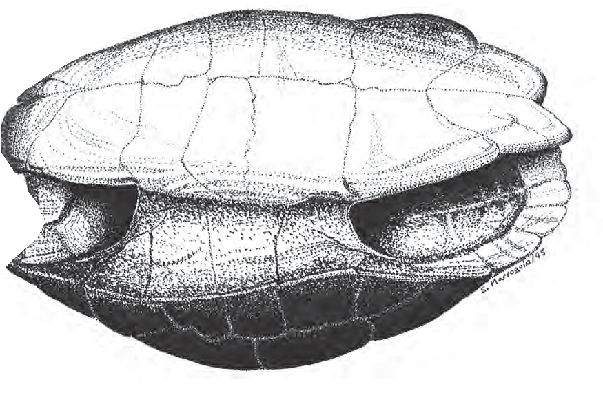 Carapacho
de tortuga