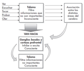 Esquema
correspondiente a los sistemas de filtrado de la información con los sistemas del tálamo (inconsciente) y de los ganglios
basales.