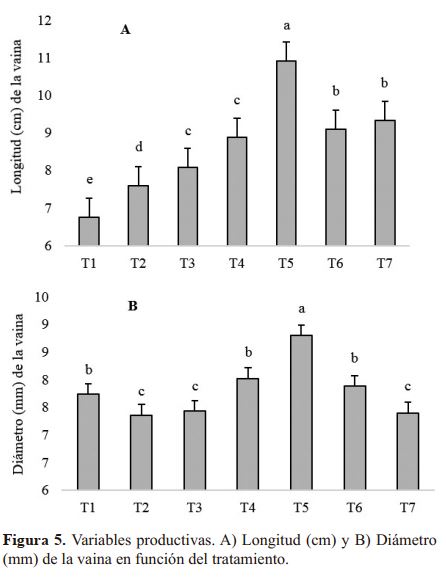 Variables productivas. A) Longitud (cm) y B) Diámetro (mm) de la vaina en función del tratamiento.