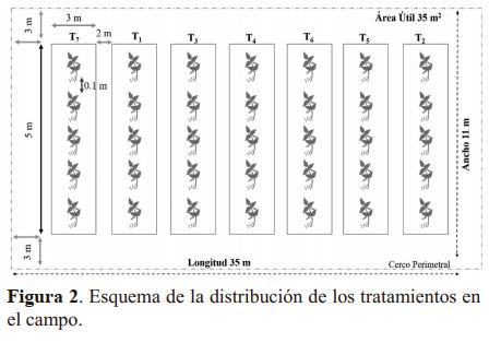 Esquema de la distribución de los tratamientos en el campo.