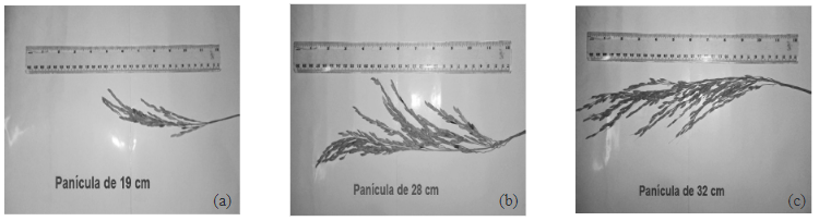 Panículas
en las poblaciones PIACuba-4 y PIACuba-5. (a) panícula media (b) panícula larga
(c) panícula larga. 



 
