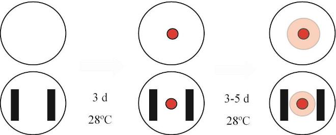 Diagrama de flujo usado para evaluar la interacción in vitro de G12 en el crecimiento de F0162. Modificado de Reimann (2005).