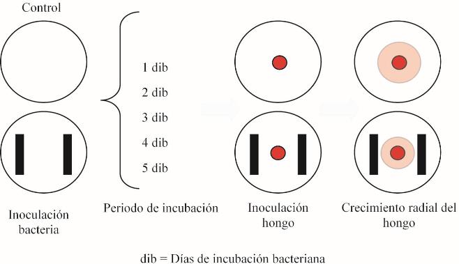Diagrama de flujo usado para evaluar el período de incubación de G12 en el desarrollo de Fo162. 