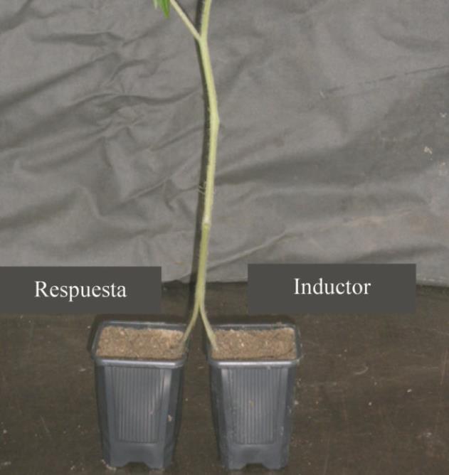 Método de la raíz dividida para evaluar la interacción sistémica de G12 sobre Fo162.