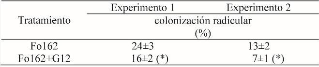 Colonización radicular de Fo162 en plantas de tomate en presencia de G12