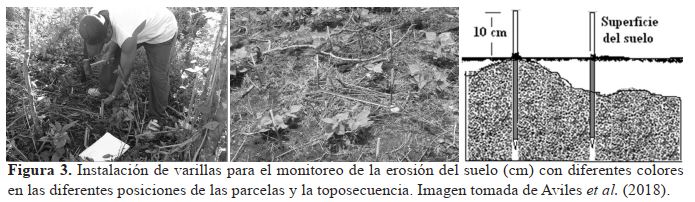 Instalación de varillas para el monitoreo de la erosión del suelo (cm) con diferentes colores en las diferentes posiciones de las parcelas y la toposecuencia. Imagen tomada de Avilés et al. (2018).