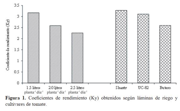 Coeficientes de rendimiento (Ky) obtenidos según láminas de riego y cultivares de tomate.