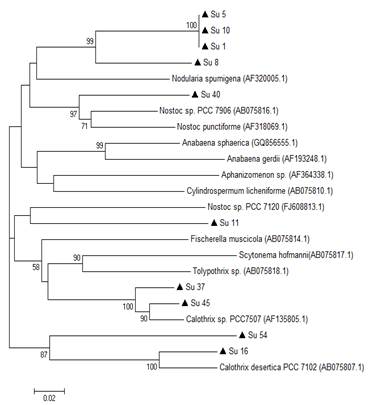 Phylogenetic relationships of the ten isolates (black triangle) based on
partial hetR gene sequences. The tree
was built by the Neighbor-joining clustering method. Numbers near nodes
indicate bootstrap values >50%.
