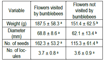 Means of the different fruit quality
variables measured in tomatoes obtained from flowers visited and not visited by
bumblebees in Experiment 1. Different letters indicate significant differences
(P<0.05) for the anova
test.