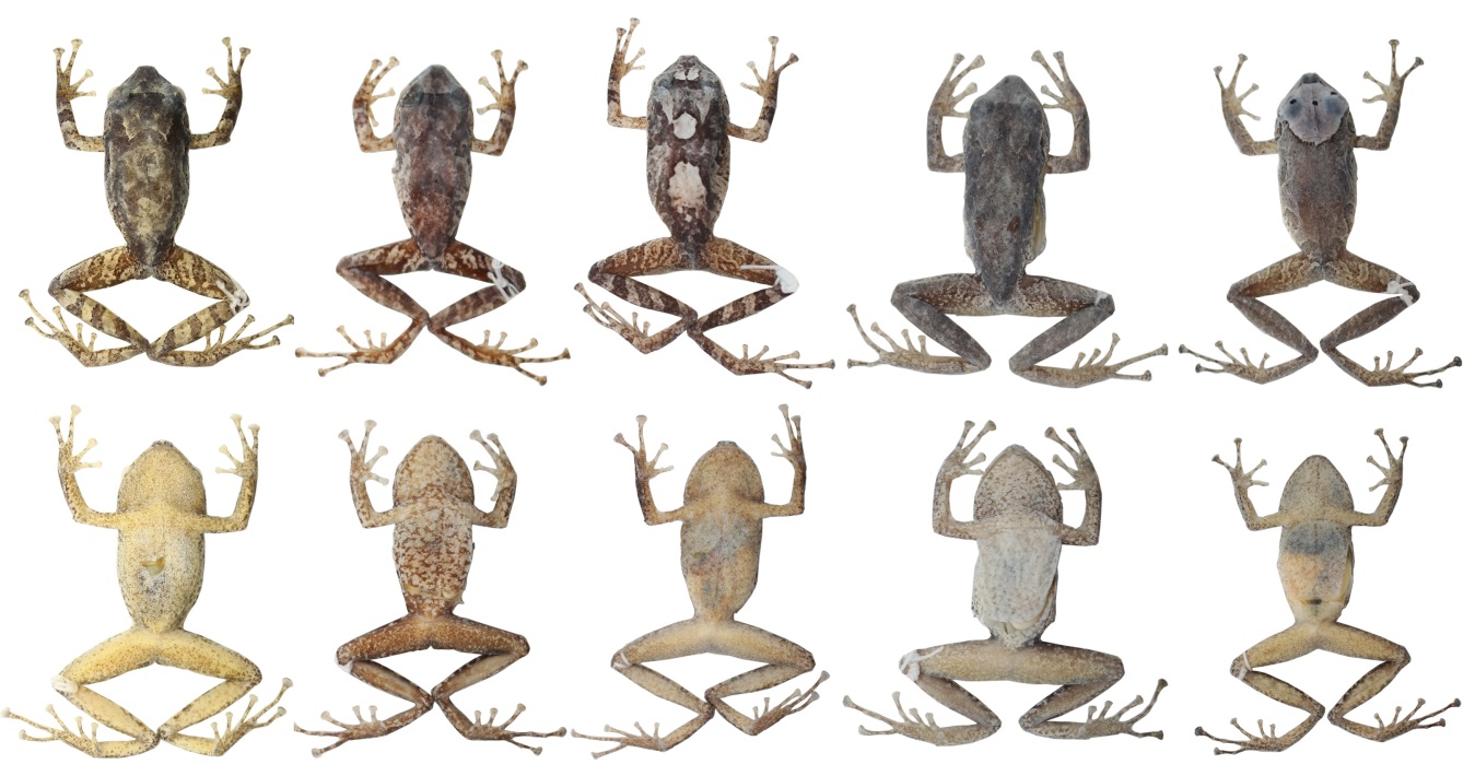 Variación dorsal y ventral de las hembras en
la serie tipo de Pristimantis hampatusami  sp. nov. Primera y segunda fila: Morfo A: DHMECN 11413, holotipo; DHMECN 9459, paratopotipo;
DHMECN 11414, paratopotipo. Morfo B: DHMECN 10851, paratipo. Morfo C: DHMECN 11466, paratipo  (CRP). 

 