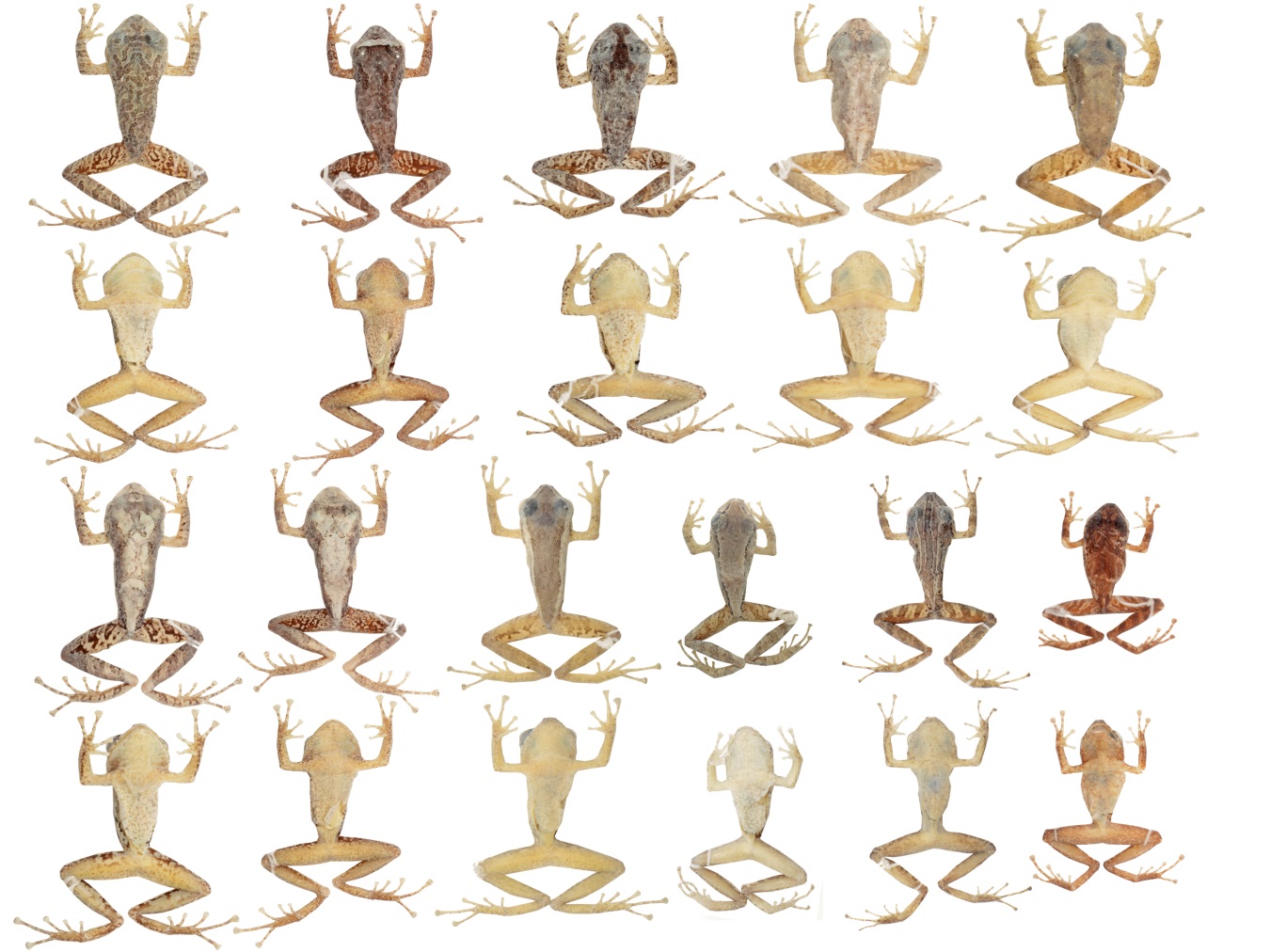 Variación dorsal y ventral de los machos en la
serie tipo de Pristimantis hampatusami  sp. nov. Primera y segunda fila, de izquierda a
derecha: Morfo A: DHMECN  10920, 10903, 10846, Morfo B: 10917; Morfo
C: 10908. Tercera y cuarta fila, de izquierda a derecha: Morfo B: DHMEC10896, 10911;
Morfo D: 10914; Morfo E: 10840; Morfo F: 11328; Morfo A: 3833 (MYM).