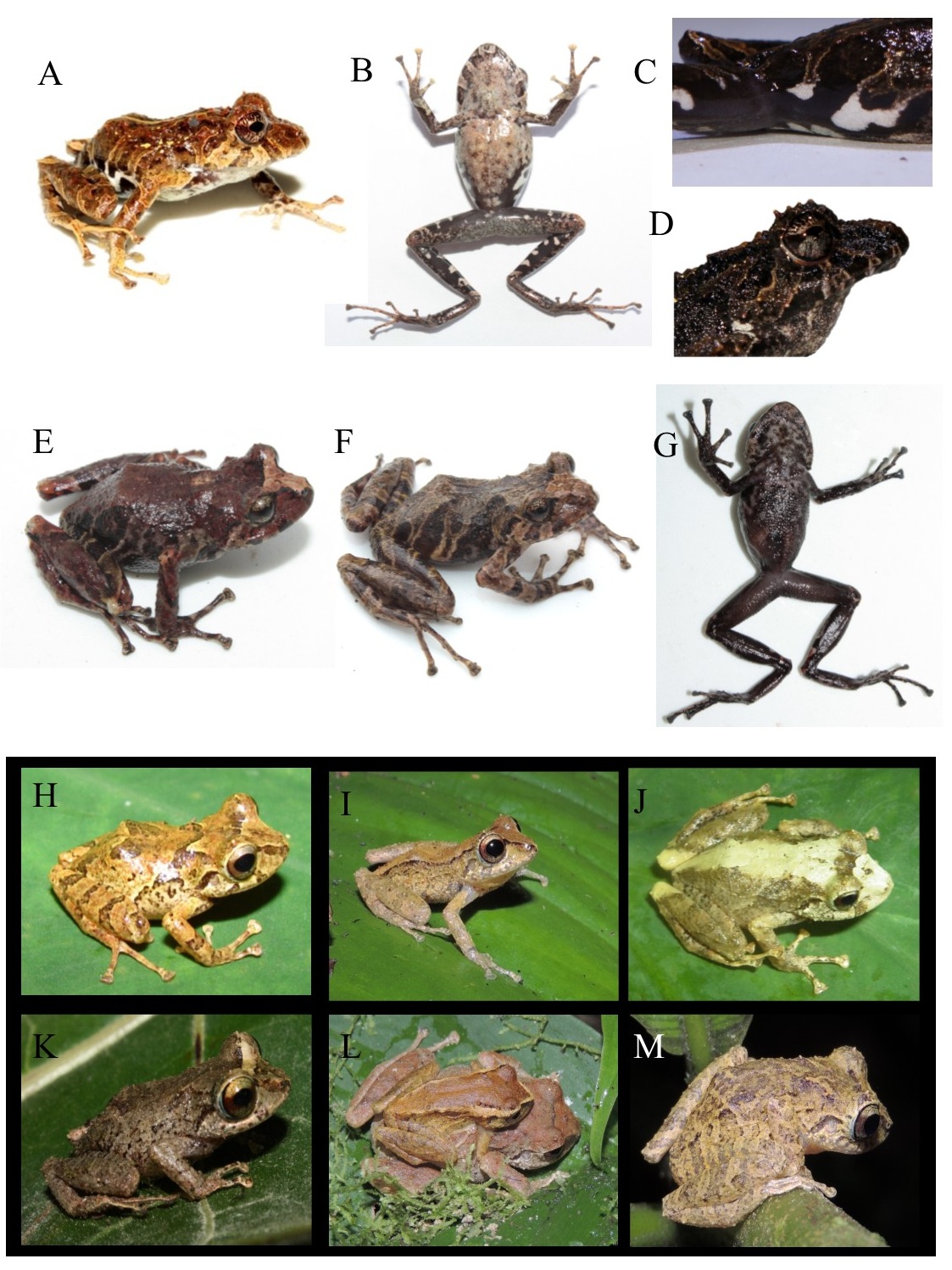 Fotografías en vida de tres nuevas
especies de Pristimantis
de la provincia de El Oro. Pristimantis kuri sp. nov.: Vista dorsal y
ventral (A–B) DHMECN 11383, holotipo; Detalle de la ingle y cabeza (C–D)
DHMECN 9470, paratipo. Pristimantis allpapuyu  sp. nov.: Detalle
dorsal del holotipo DHMECN 11384 (E) y paratipo
DHMECN 11385 (F), vista ventral del holotipo DHMECN 11384 (G). Pristimantis hampatusami sp. nov.: (H)
DHMECN 3833, (I) DHMECN 10841, (J) no colectado, (K) DHMECN 10921, (L) pareja
en amplexus DHMECN 10914 macho, DHMECN 10905 hembra, (M)
DHMECN 10920. (JCS, MYM).