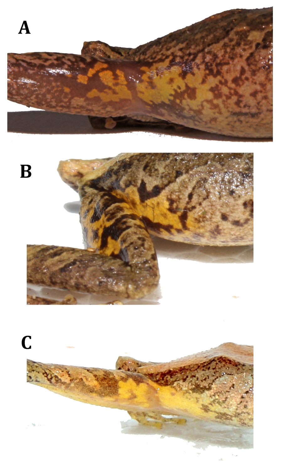 Patrones de coloración inguinal en
P. hampatusami sp. nov. A. DHMECN 9459; B. DHMECN 10896; C. DHMECN
10896