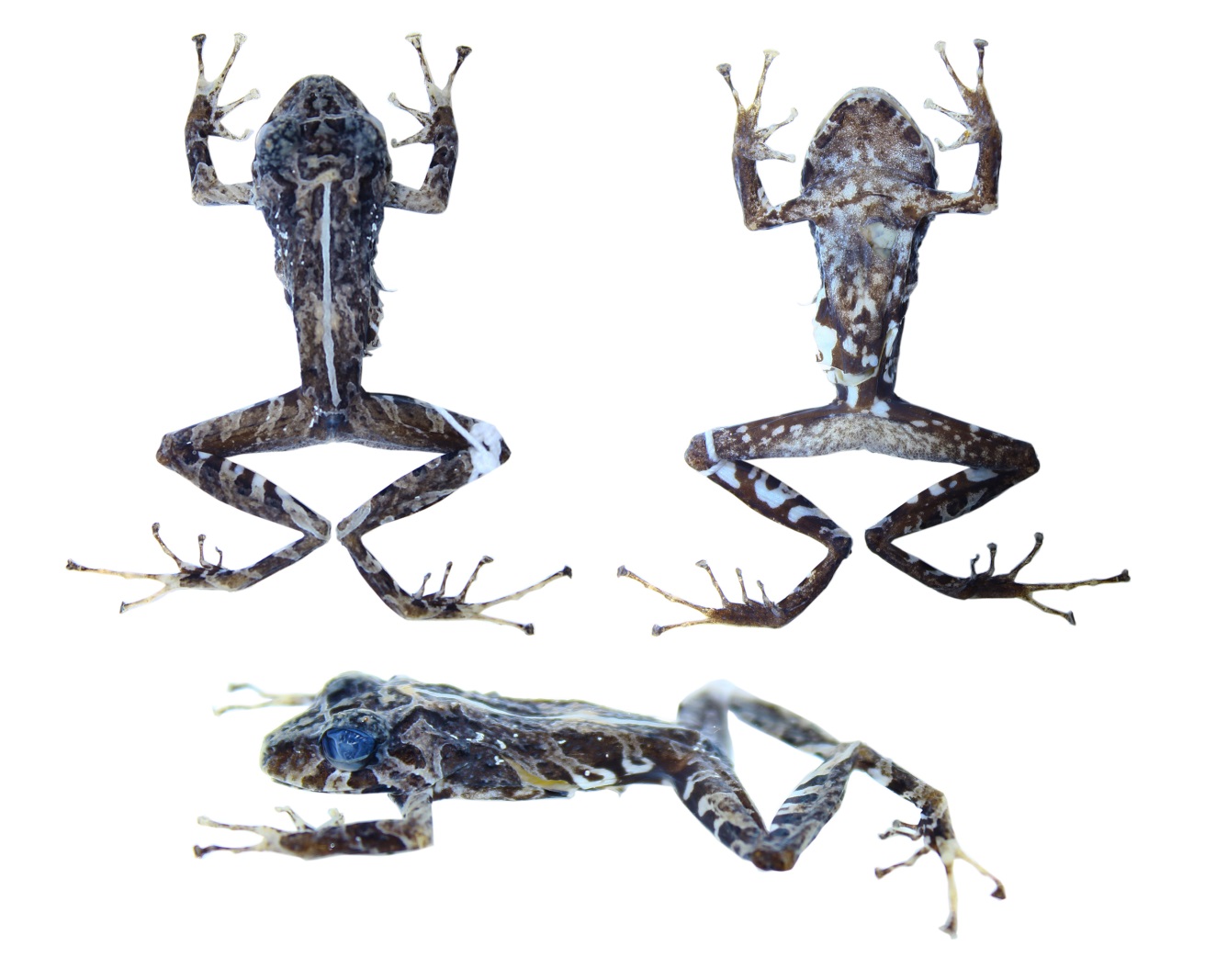 Vista dorsal,
ventral y de perfil de Pristimantis kuri sp. nov., DHMECN 11383, macho, holotipo. (CRP).