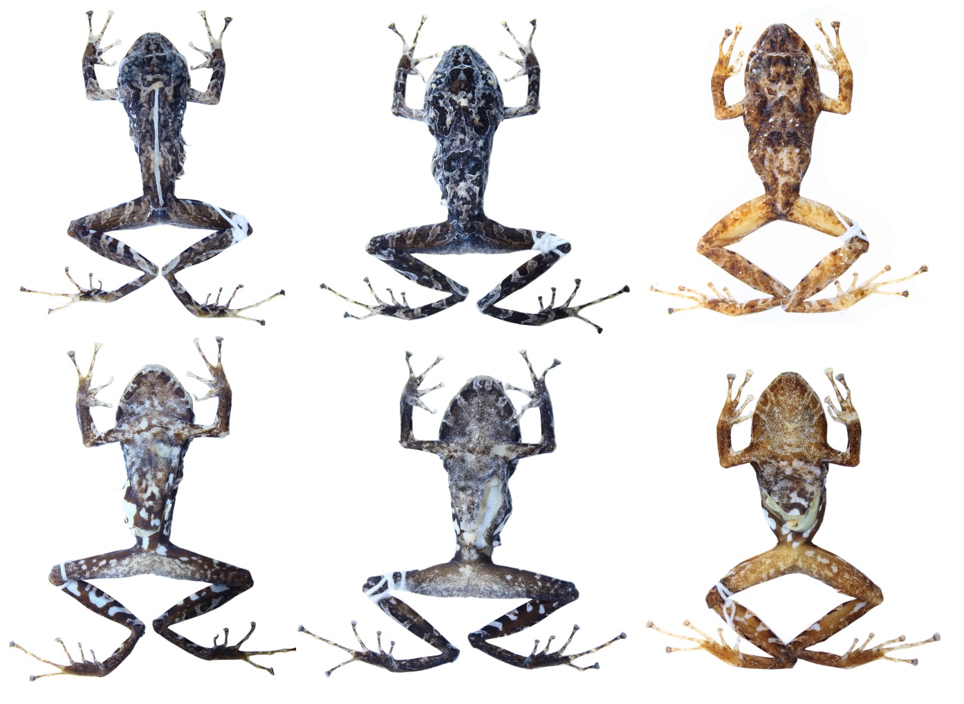 Variación dorsal y ventral en la serie tipo de
Pristimantis kuri sp. nov. Primera
y segunda fila: DHMECN 11383, macho,
holotipo; DHMECN 11382, macho, paratopotipo; DHMECN 9470, paratipo
(CRP).