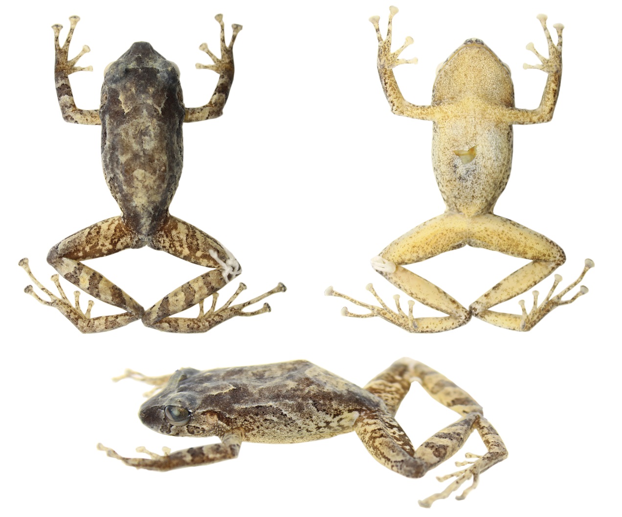 Vista dorsal,
ventral y de perfil de Pristimantis hampatusami sp. nov., DHMECN 11413, hembra, holotipo. (CRP).