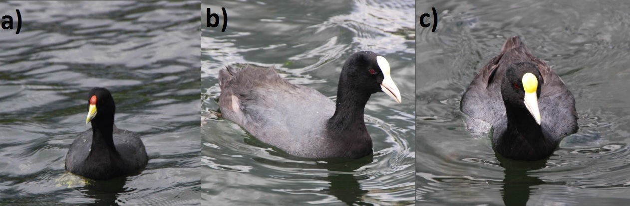 Plumaje típico de la Focha Andina Fulica ardesiaca y sus tres tipos de combinación en el color de pico y placa frontal. Especímenes observados en el Lago San Pablo, provincia de Imbabura, Ecuador. Fotos: Patricio Mena Valenzuela.