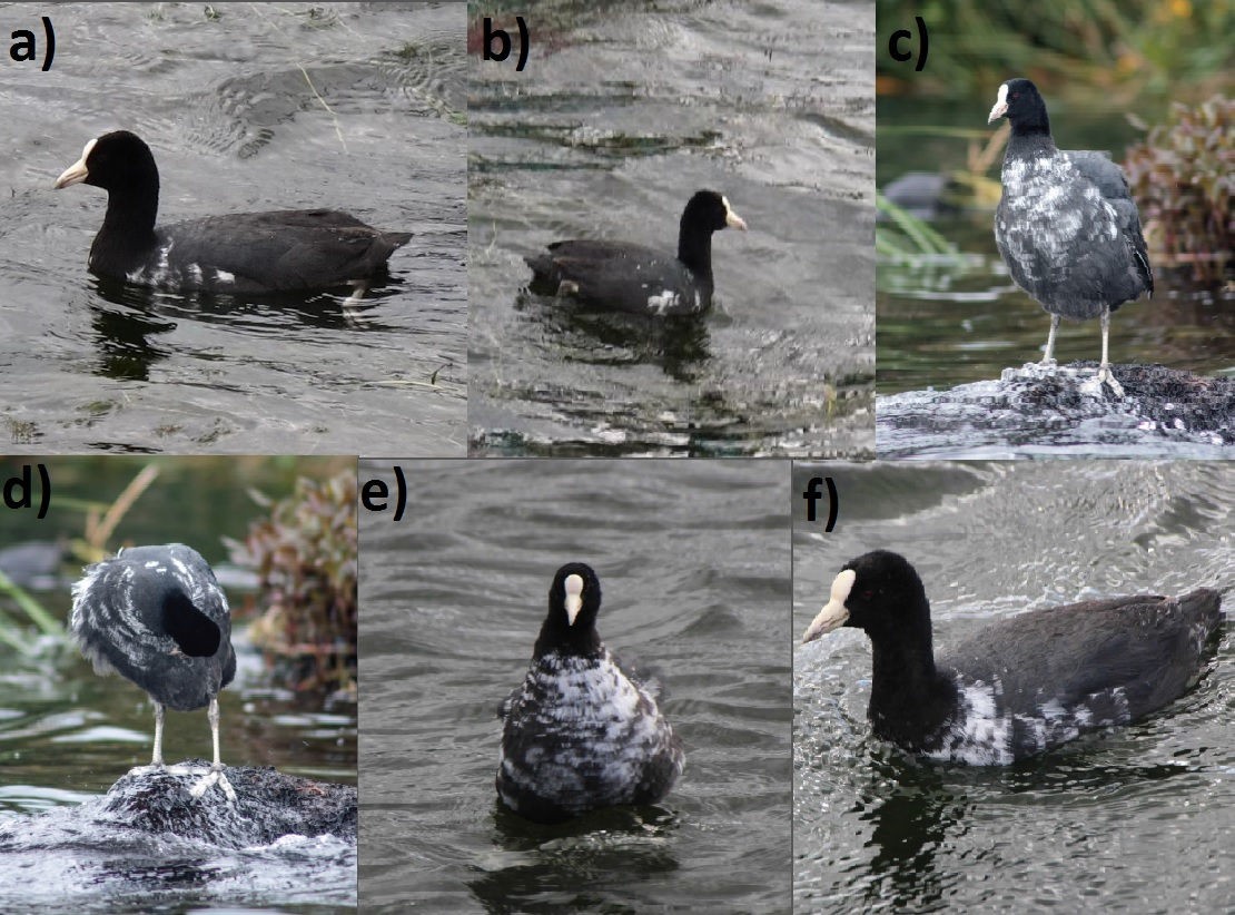 Ejemplar leucístico de Fulica ardesiaca registrado en el Lago
San Pablo, provincia de Imbabura, Ecuador. Fechas de observación: (A-B) 29
diciembre 2013 (PMV); (C-D) 22 febrero 2014 (SMG); y (E-F) 21 mayo 2016 (PMV).
Fotografías: PMV = Patricio Mena Valenzuela; SMG = Sebastián Mena González.