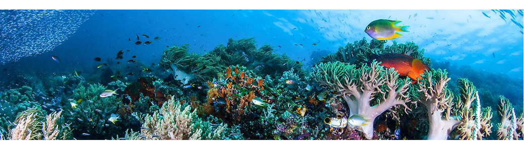 La implementación de las Áreas Marinas Protegidas constituye una de las principales vías para garantizar la conservación de la zona costera en Cuba.