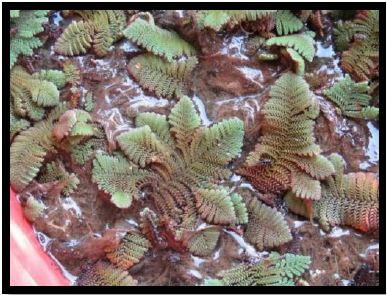 Azolla pinnata en tiempo para cosechar