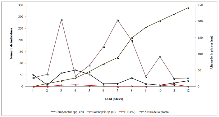 Evolución de hormigas
depredadoras (Camponotus spp.-Solenopsis sp.) vs daño por D. tabernella (% E.B.) en relación a la
altura del tallo (cm) en Panamá.