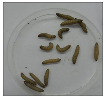 Larvas de G. mellonella (25 mm).