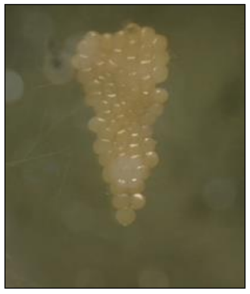 Huevos de G. mellonella (0.45 x
0.35 mm).