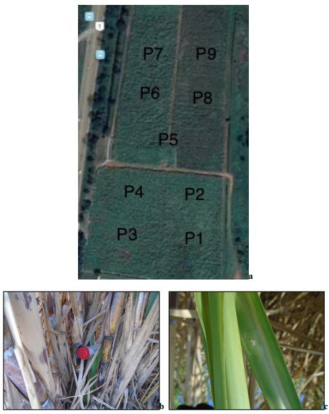 Disposición en campo (Google, 2020) e
instalación de larvas, pupas y huevos sobre tallos de caña de azúcar (a, b y c).