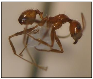 Solenopsis sp. (6 mm).