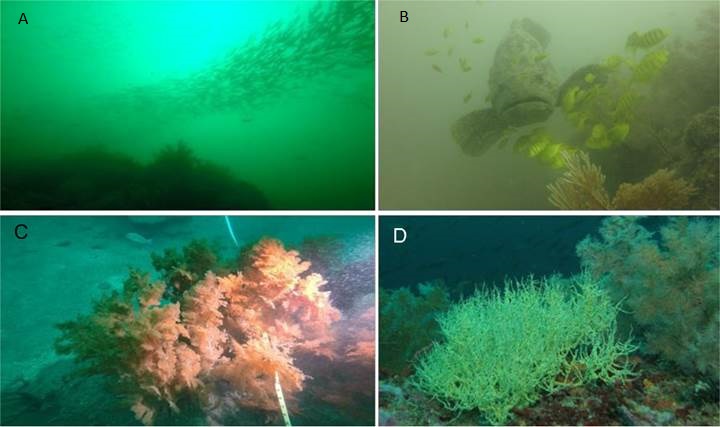 Ambiente de Bajo Goyo. A) Cardumen de pargo mancha (Lutjanusguttatus) sobre el bajo; B) Mero de profundidad
del Pacifico (Epinephelusquinquefasciatus);
C) Coral negro (Myriopathespanamensis)
dominante; D) Coral negro (Antipathesgalapagensis).