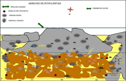 Representación esquemática del Arrecife de Punta Pixvae.