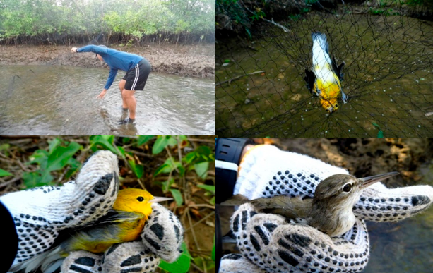 Colocación
de redes de niebla, aves atrapadas, fotografiadas y liberadas

 