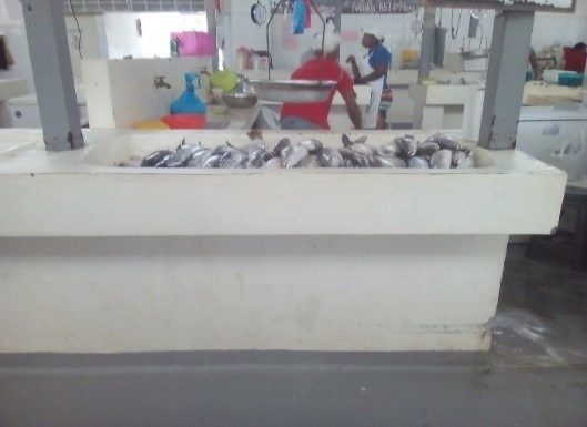 Expendio para pescado fresco en mercado de Rio Hato