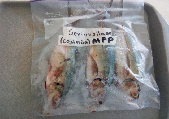  Muestra de
Cojinúa (C. caballus)