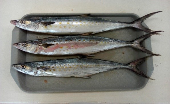  S. Sierra del
mercado de Penonomé