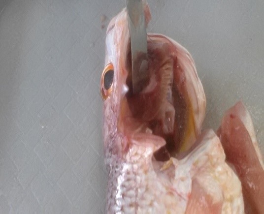 Evaluación de branquias en L. colorado mercado de Penonomé 
