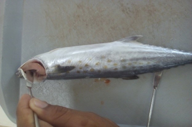 Evaluación de branquias en S.
sierra mercado de Río Hato